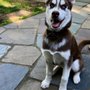 Photo of Wiggle Butt Walking