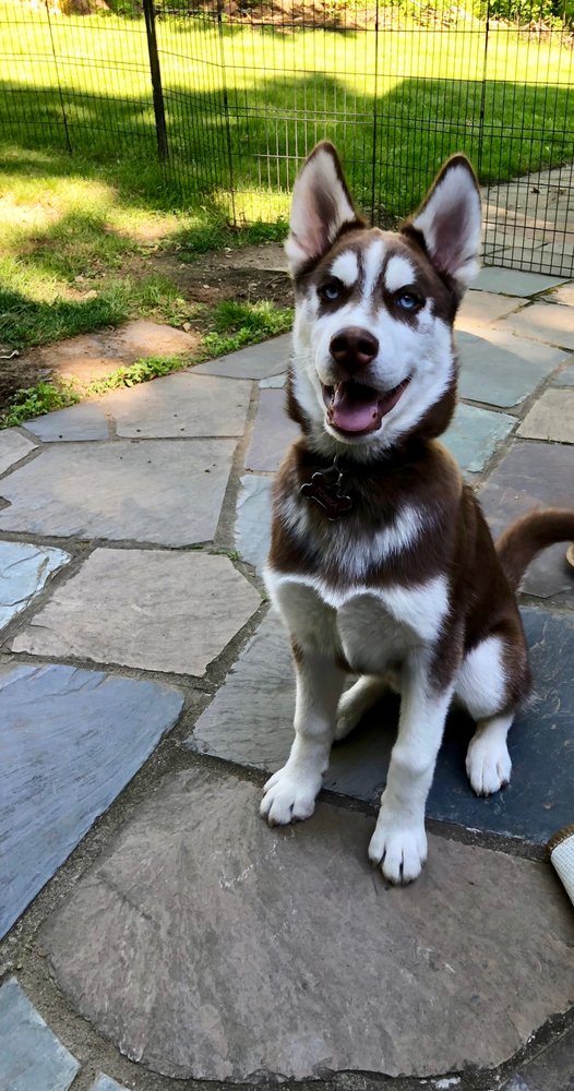 Wiggle Butt Walking - pet boarding facility in Lynnfield, MA