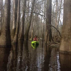 Adventure Carolina - Using adventure Carolina kayaks in congaree national park