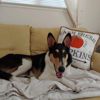 Pet Nanny Paso - Freya making herself at home - Pet Sitting Near Me