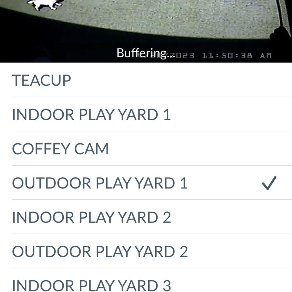 Camp Bow Wow Anaheim - No water outside - Pet Boarding Near Me - Anaheim, California