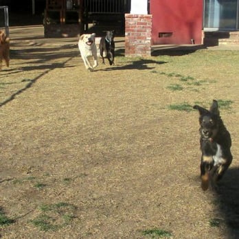 Wagon Tail Ranch - Kiki on day 4 of daily playdates...DUSTING the big dawgs in the back yard!!! "Catch - Pet Boarding Near Me - Woodland Hills, California Wagon Tail Ranch - Kiki on day 4 of daily playdates...DUSTING the big dawgs in the back yard!!! "Catch - Pet Boarding Near Me - Woodland Hills, California