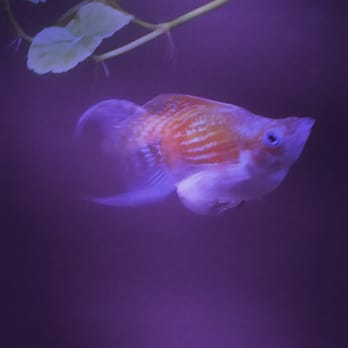 Odyssey Pets - Pet Stores Near Me - Dallas, Texas