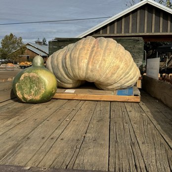 Bishop's Pumpkin Farm - Christmas Trees Near Me - Wheatland, California