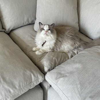 Furniture On Consignment - Happiness is a ragdoll cat on a down sectional. - Furniture Stores Near Me - Albuquerque, New Mexico