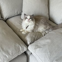 Furniture On Consignment - Happiness is a ragdoll cat on a down sectional.