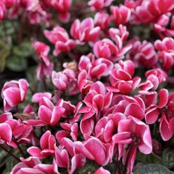 The Home Depot - Cyclamen