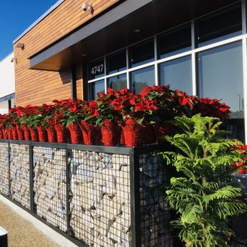 Publix GreenWise Market - poinsettias $6 - Grocery Near Me - Lakeland, Florida