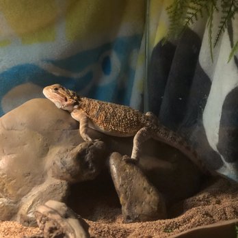 REPTILE FACTORY- RIVERSIDE - Beardie two - Reptile Shops Near Me - Riverside, California REPTILE FACTORY- RIVERSIDE - Beardie two - Reptile Shops Near Me - Riverside, California