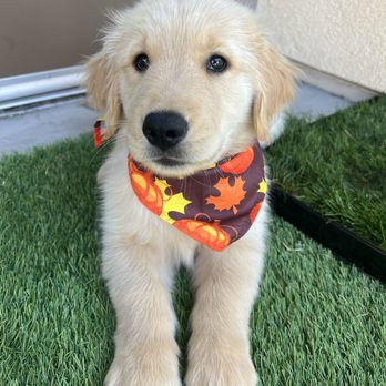 Golden Retriever Buddies - Pet Adoption Near Me Golden Retriever Buddies - Pet Adoption Near Me