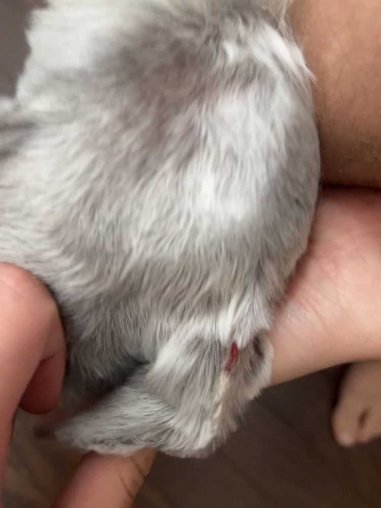 The Green Barn - equestrian in Franklin, TN