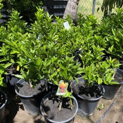 Zurita Nursery - 5 gallon semi-dwarf citrus trees