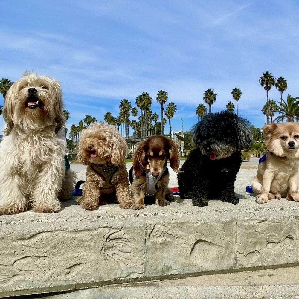 Puppy Play Time - Dog Walker, dog sitting, puppy play time - Dog Walkers Near Me Puppy Play Time - Dog Walker, dog sitting, puppy play time - Dog Walkers Near Me