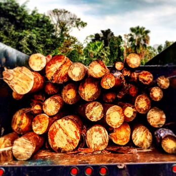 A Plus Tree Service - Land clearing and preparation we specialize in!
Call an A Plus professional today!
Https://aplus-tree-service.com - Tree Services Near Me - Naples, Florida A Plus Tree Service - Land clearing and preparation we specialize in!
Call an A Plus professional today!
Https://aplus-tree-service.com - Tree Services Near Me - Naples, Florida