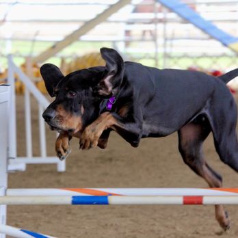 Shelby County Obedience Club - Walter competing in AKC agility - Pet Training Near Me - Memphis, Tennessee Shelby County Obedience Club - Walter competing in AKC agility - Pet Training Near Me - Memphis, Tennessee