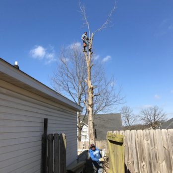 Nelson Tree Services - Tree removal in bentonville - Lawn Services Near Me - Rogers, Arkansas Nelson Tree Services - Tree removal in bentonville - Lawn Services Near Me - Rogers, Arkansas
