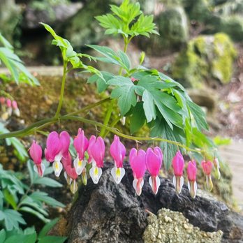 Deep Cut Gardens - Botanical Gardens Near Me - Middletown, New Jersey