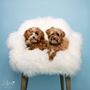 Photo of Bijou Pet Photography