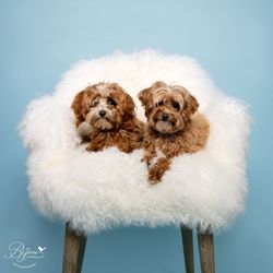 Bijou Pet Photography