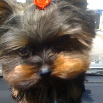 Puppy Land - Pet Stores Near Me - Los Angeles, California