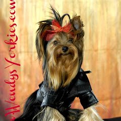 Wendys Yorkies