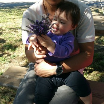 Cache Creek Lavender Farm - She loves lavender - CSA Near Me - Rumsey, California Cache Creek Lavender Farm - She loves lavender - CSA Near Me - Rumsey, California