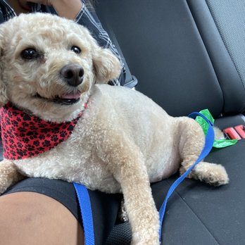 The Paw Spa LB - Freshly groomed - Pet Groomers Near Me - Long Beach, California