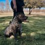 Photo of Savoir Faire Dog Training