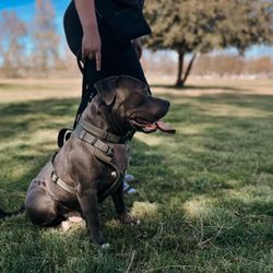Savoir Faire Dog Training