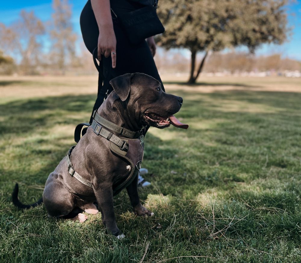 Savoir Faire Dog Training - pet boarding facility in Visalia, CA