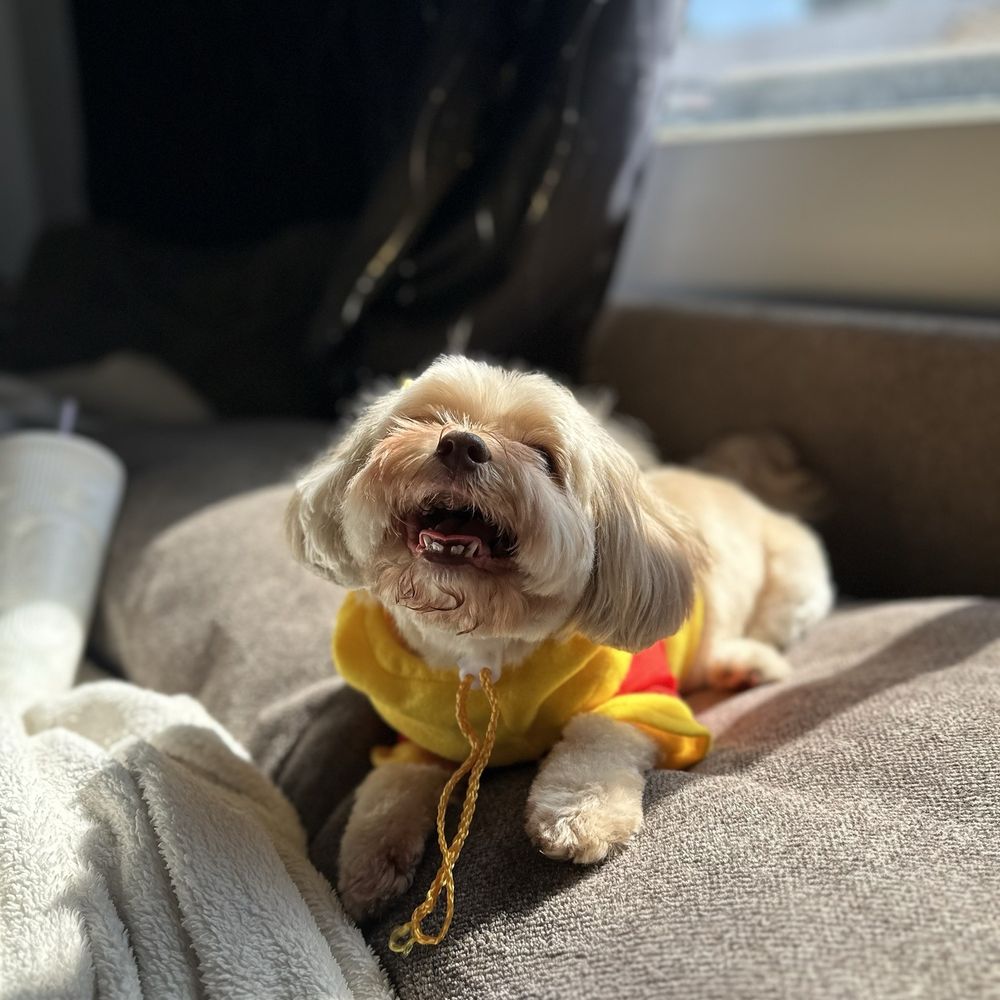 Paws At Main - Riverside - Pet Groomers Near Me - Riverside, California Paws At Main - Riverside - Pet Groomers Near Me - Riverside, California