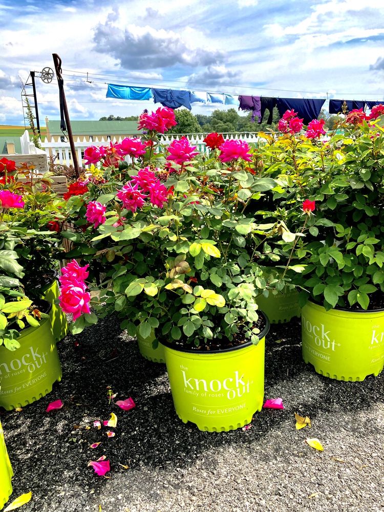 MAPLE SHADE GREENHOUSE Updated October 2024 10 Photos 451 Maple