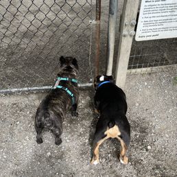 Dogs