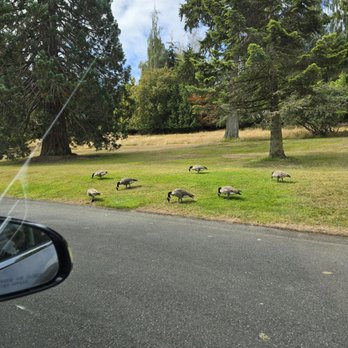 Point Defiance Park - Geese - Parks Near Me - Tacoma, Washington Point Defiance Park - Geese - Parks Near Me - Tacoma, Washington