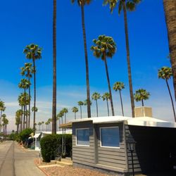 Blue Fountain Mobile Home Park - Palms before the trimming.