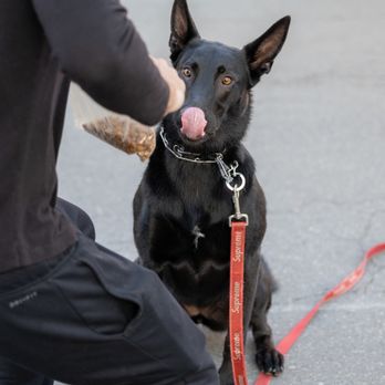 DeGouff K9 - Pet Training Near Me