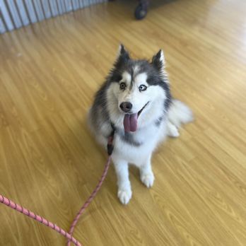 Village Pet Salon - Pet Groomers Near Me - La Mesa, California Village Pet Salon - Pet Groomers Near Me - La Mesa, California