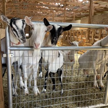 Lively Run Dairy - Cheese Shops Near Me - Interlaken, New York