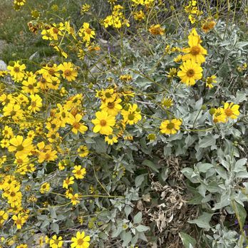 Bursera Trailhead - Wildflowers - Hiking Near Me - Phoenix, Arizona Bursera Trailhead - Wildflowers - Hiking Near Me - Phoenix, Arizona
