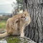 Photo of Essence of a Dog