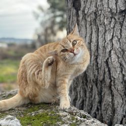 Essence of a Dog - From my work with feral feline colonies in Turkey