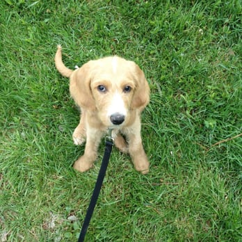 Trust Your Dog Training - Puppy Sits. - Pet Training Near Me Trust Your Dog Training - Puppy Sits. - Pet Training Near Me