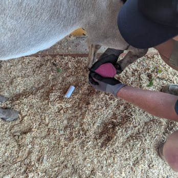 Soft Touch Equine - Holistic Animal Care Near Me - Vista, California Soft Touch Equine - Holistic Animal Care Near Me - Vista, California