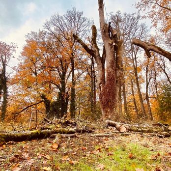 Partners In Climb - Tree Services Near Me - Oregon City, Oregon Partners In Climb - Tree Services Near Me - Oregon City, Oregon