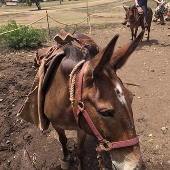 Molokai Mule Ride - This one carried our food - Tours Near Me - Kualapuu, Hawaii