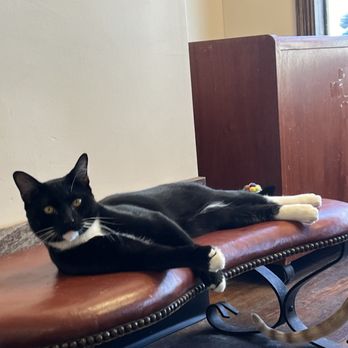 MeWow Cat Cafe - Pet Adoption Near Me - Doylestown, Pennsylvania