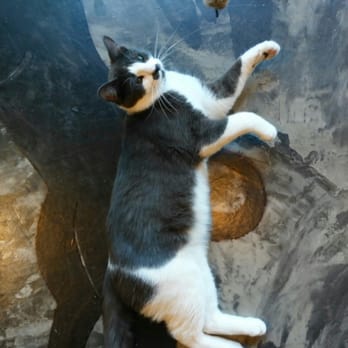 Seattle Meowtropolitan - Themed Cafes Near Me - Seattle, Washington Seattle Meowtropolitan - Themed Cafes Near Me - Seattle, Washington