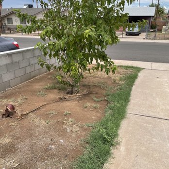 Metal Tree Service - Small Mulberry tree that also needed to go for our pavers - Tree Services Near Me