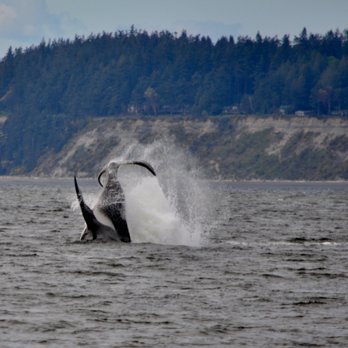 Deception Pass Tours - Whale Watching Tours Near Me - Anacortes, Washington Deception Pass Tours - Whale Watching Tours Near Me - Anacortes, Washington