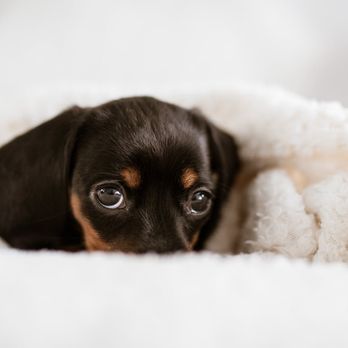 NH Dazzling Dachshund Inspirations - Miniature Dachshund and luxurious Minky Blanket - Pet Breeders Near Me - Manchester, New Hampshire NH Dazzling Dachshund Inspirations - Miniature Dachshund and luxurious Minky Blanket - Pet Breeders Near Me - Manchester, New Hampshire